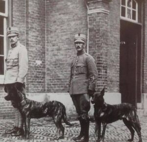 Dutch Shepherd before WWII