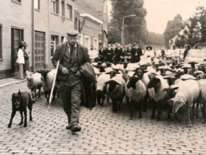 Herding Dutch Shepherd