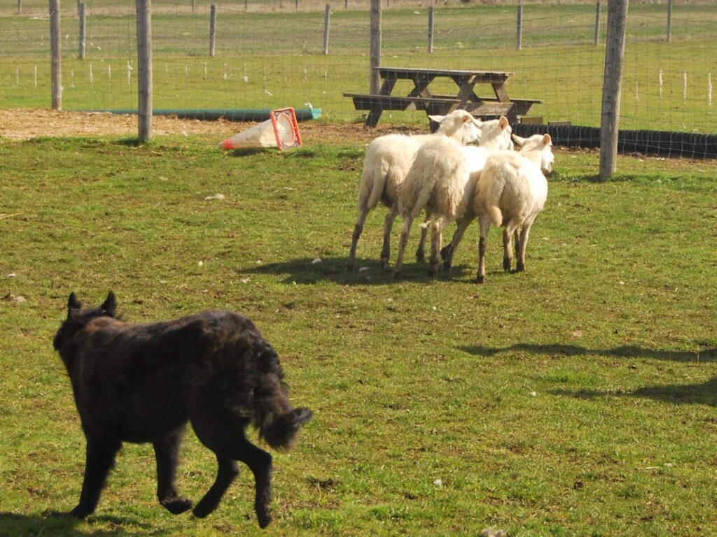 Dutch Shepherd Herding
