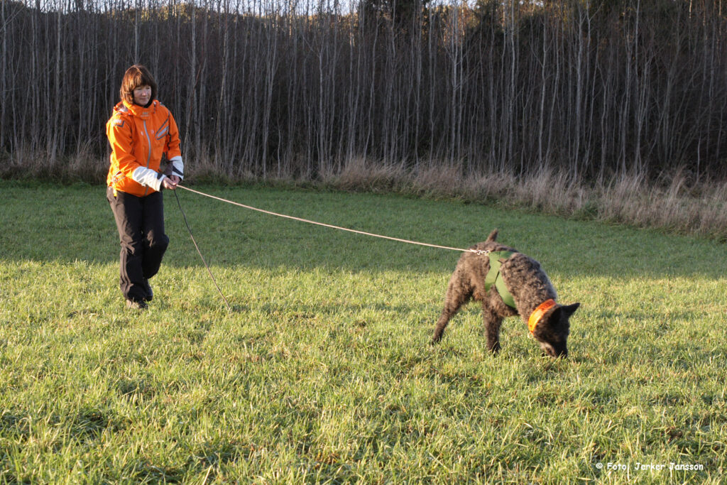 Dutch Shepherd Tracking